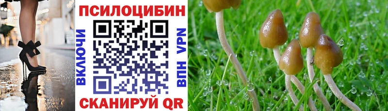 что такое   Обнинск  Псилоцибиновые грибы Cubensis 